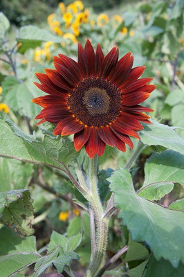 Dasstore Red sunflower seeds pack of 20 Seed(20 per packet)