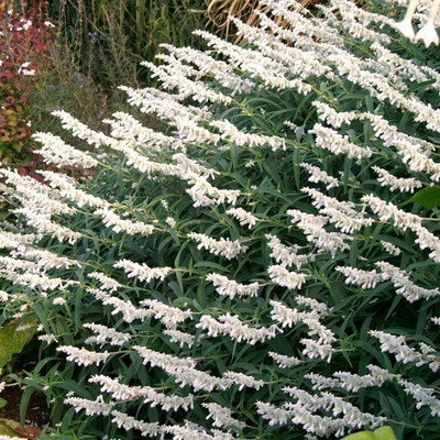 Qausain Salvia White Seed(50 per packet)