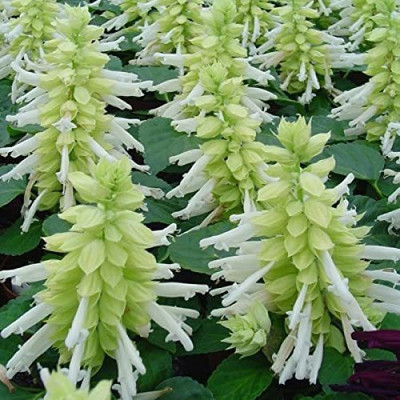 KANAYA Salvia Mix Flower Seed(50 per packet)