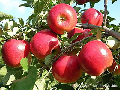 KANAYA Apple Seed(7 per packet)