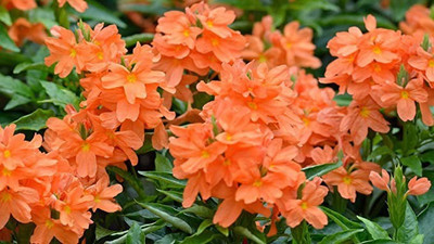 MAA Crossandra, Firecracker Seed(80 per packet)