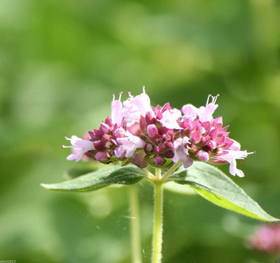 CYBEXIS ATS-67 - Italian Oregano HERB - (150 Seeds) Seed(150 per packet)