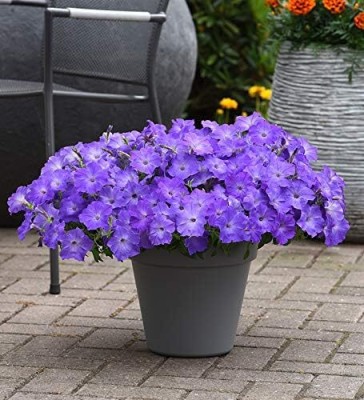 Qualtivate PUAS-105 Petunia Hanging Flower Seeds Dwarf Seed(50 per packet)