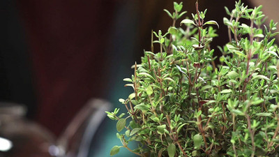 VibeX XLR-6 - Thyme(Thymus Vulgaris)Herb - (1350 Seeds) Seed(1350 per packet)