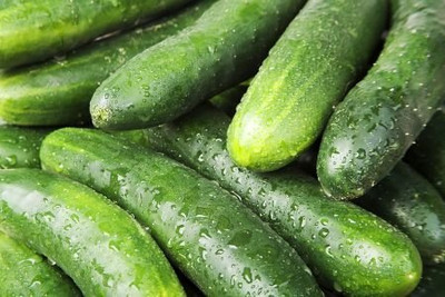 Qualtivate GBPT-1A Pusa Cucumber Seed Seed(300 per packet)