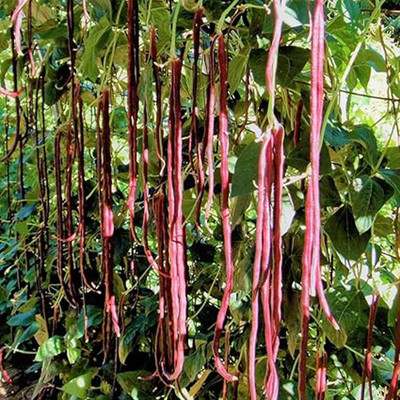 TENNYSON ORGANIC YARD BEENS LONG RED Seed(10 per packet)