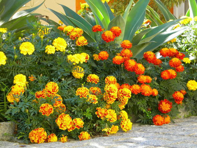 XEFRA marigold/gende ka phool flower seeds Seed(75 per packet)