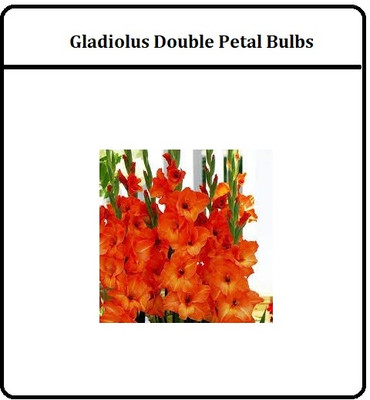 CRGO GLADIOULUS Seed(35 per packet)