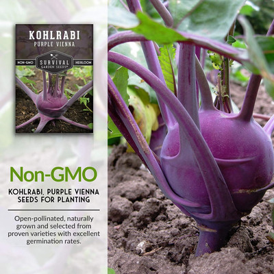 WILLVINE AGRI -IV F1 Hybrid Kholrabi/Knolkhol Azur Star [10g] Seed(3000 per packet)