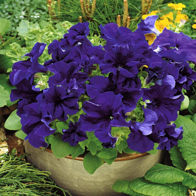 VibeX LX-98 - Petunia Grandiflora Blue - (540 Seeds) Seed(540 per packet)