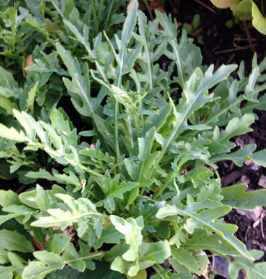 CYBEXIS KGF -37 - Sylvetta Arugula Italian Rustic - (2250 Seeds) Seed(2250 per packet)