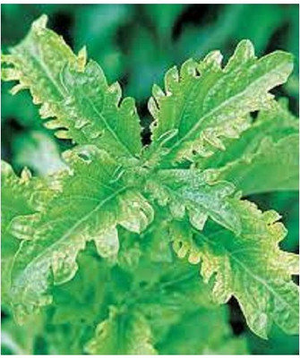 Qualtivate XLL-8 Basil Spicy Saber (Serrata) Seed(1000 per packet)