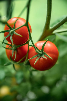 Weber tomato Seed(140 per packet)