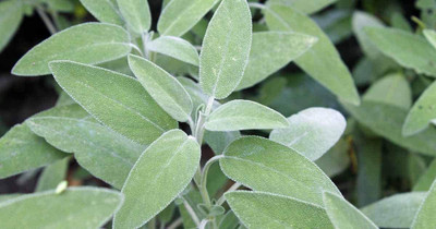 CYBEXIS LX-81 - Broadleaf Sage - (450 Seeds) Seed(450 per packet)