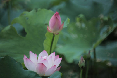 MAA lotus,kamal seeds Seed(5 per packet)