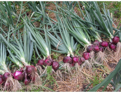 Quentova Red Onion Organic-LTK-7D Seed(250 per packet)