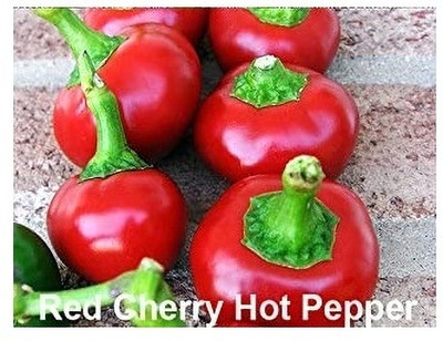 Qualtivate PUA-3A Red Cherry Chilli Seed(300 per packet)