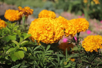 SSPLANTS marigold/gende ka phool flower seeds Seed(75 per packet)