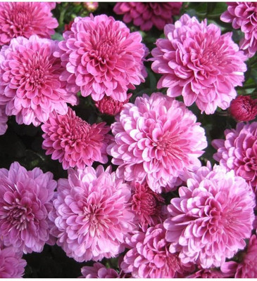 ibains Guldaudi flower seed mixed Seed(11 per packet)