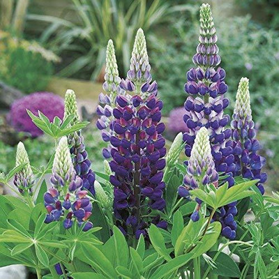 AXAQI Lupin Flower Seed(60 per packet)