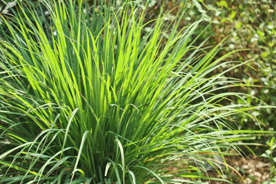 XOLDA Organic lemon grass herb Seed(16 per packet)