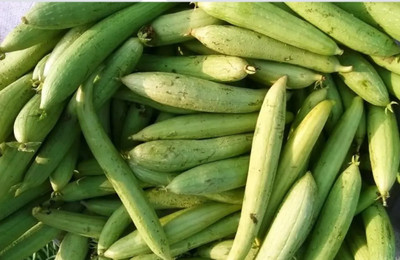 Quentova Smooth Sponge Gourd-LNT-5D Seed(75 per packet)