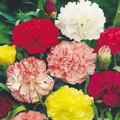 Epazo Carnation Flower Mixed Colour F1 Hybrid Seed(60 per packet)