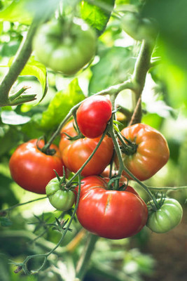 Hanu tomato Seed(100 per packet)