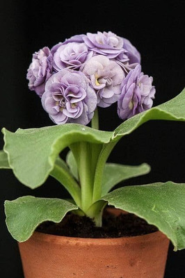 CRGO ADENIUM Seed(15 per packet)