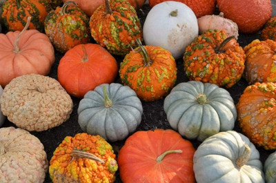 KNESSiN High Yield Giant Ornamental Mix Pumpkin Seeds For Planting (120 Seeds) Seed(120 per packet)