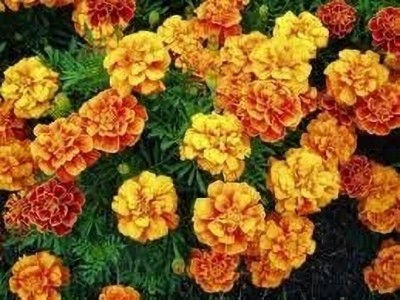 Bula Plant House Jafri marigold seeds for home garden Seed(90 per packet)