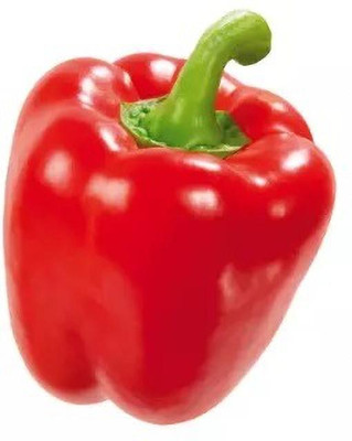 Quentova Capsicum Red Bell Pepper-5F-VISHVA Seed(50 per packet)