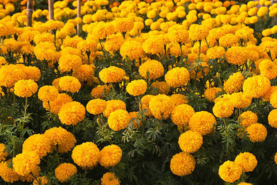AtoZprintshop marigold/gende ka phool flower seeds Seed(50 per packet)