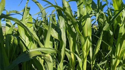 BSARKAR Sudan grass seed Seed(100 per packet)