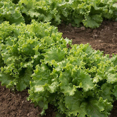 VibeX ® VLR-559 Lettuce Oakleaf Starfighter Seed(200 per packet)