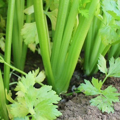 CYBEXIS Organic Celery Seeds Harvest Vegetables Fresh Green2800 Seeds Seed(2800 per packet)