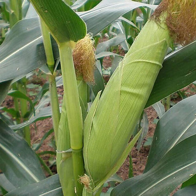 CYBEXIS High Germination Sweet Corn Seeds 1000 Seeds Seed(1000 per packet)