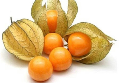 QALANDAR Golden/Cape Gooseberries Seed(30 per packet)