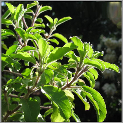 WILLVINE Thulasi or Tulsi Sacred Kapoor Tulsi for Growing Sowing-[2000 Seeds] Seed(2000 per packet)