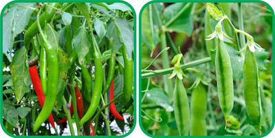 WILLVINE VNR -V Peas And Chilli[5gm, 1000 Seeds] Seed(1000 per packet)