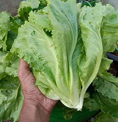 Dbbrothers Iceberg lettuce seeds Pack of 11 Seed(11 per packet)