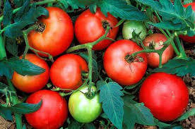 Oliver tomato seed Seed(86 per packet)