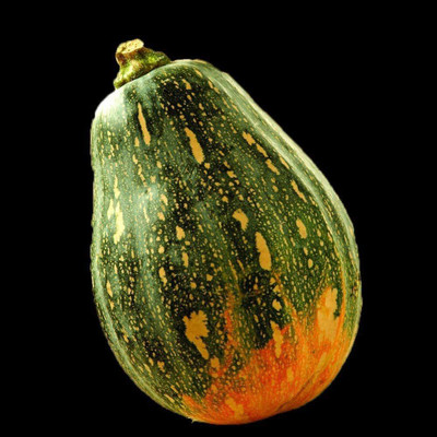 CYBEXIS F1 Hybrid High Yield Pumpkin Seeds 100 Seeds Seed(100 per packet)