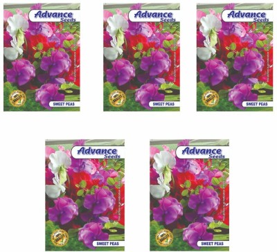 agri max gardens sweet peas flower seeds, for home gardening plants seeds, pack of 5 pkts Seed(30 per packet)