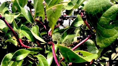 Qualtivate HYB-6A Red Malabar Spinach Seeds Seed(50 per packet)