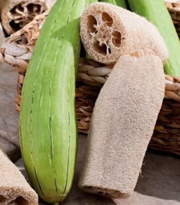 KNESSiN (BIO) VNR Sponge Gourd Vegetable Seeds for Kitchen Gardening (500 Seeds) Seed(500 per packet)