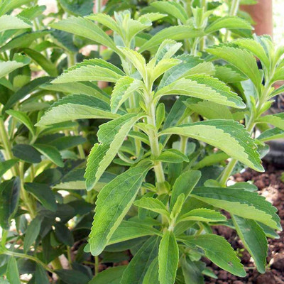GEZ Stevia Sweet Leaves Herb Plant Seed(50 per packet)