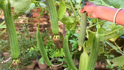 VibeX Vegetable Sponge Gourd (तोरी चिकनी तोरई) seeds For Gardening Winter (250 Seeds) Seed(250 per packet)