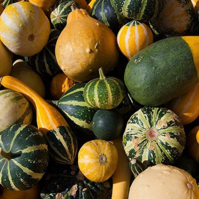 CYBEXIS Seeds of Vegetable Cucurbita Pepo Squash Small Fruited Mix Zucchini100 Seeds Seed(100 per packet)
