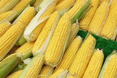 WILLVINE AGRI -IV Peaches and Cream Corn-[100g] Seed(400 per packet)